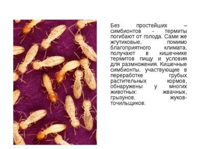 Без простейших – симбионтов - термиты погибают от голода. Сами же жгутиковые,...