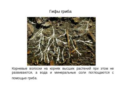 Гифы гриба Корневые волоски на корнях высших растений при этом не развиваются...