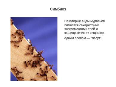 Симбиоз Некоторые виды муравьев питаются сахаристыми экскрементами тлей и защ...