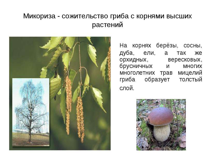 Микориза - сожительство гриба с корнями высших растений На корнях берёзы, сос...