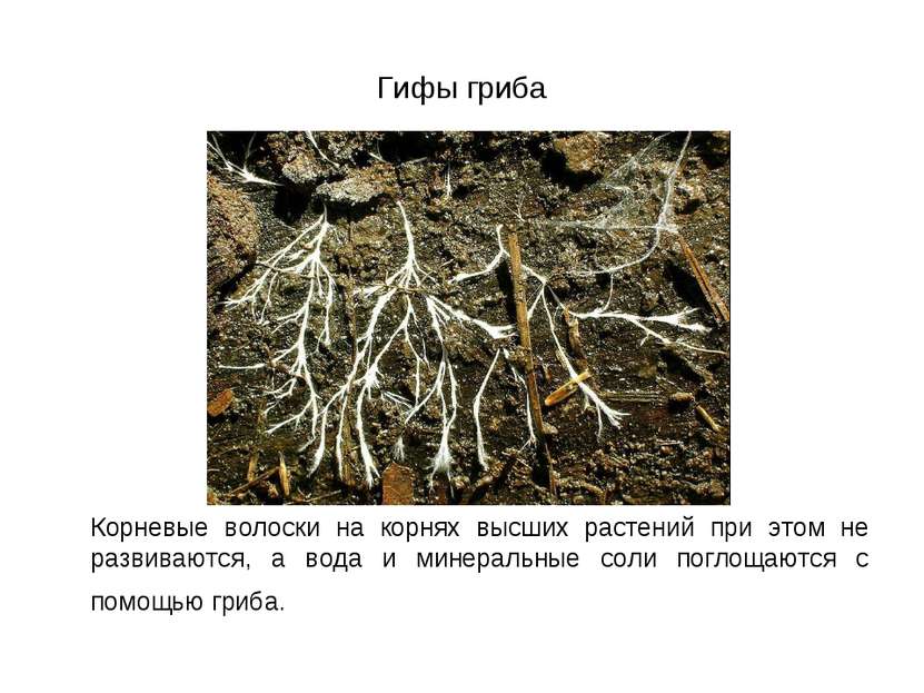 Гифы гриба Корневые волоски на корнях высших растений при этом не развиваются...