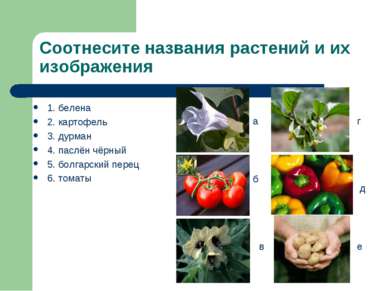 Соотнесите названия растений и их изображения 1. белена 2. картофель 3. дурма...