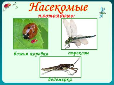 плотоядные: божья коровка стрекозы водомерка