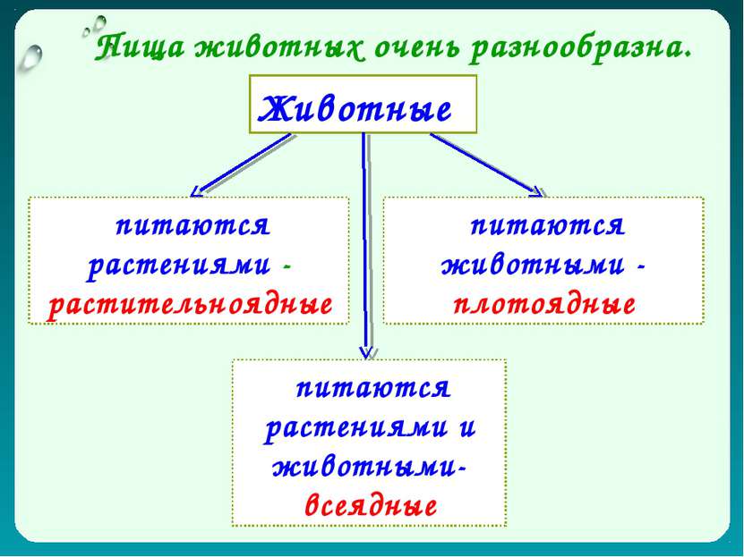 Животные Пища животных очень разнообразна. питаются растениями - растительноя...