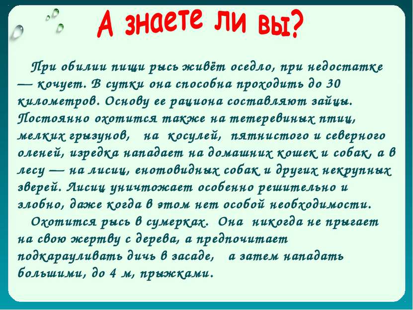 При обилии пищи рысь живёт оседло, при недостатке — кочует. В сутки она спосо...