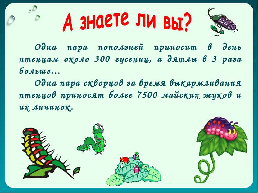 Одна пара поползней приносит в день птенцам около 300 гусениц, а дятлы в 3 ра...