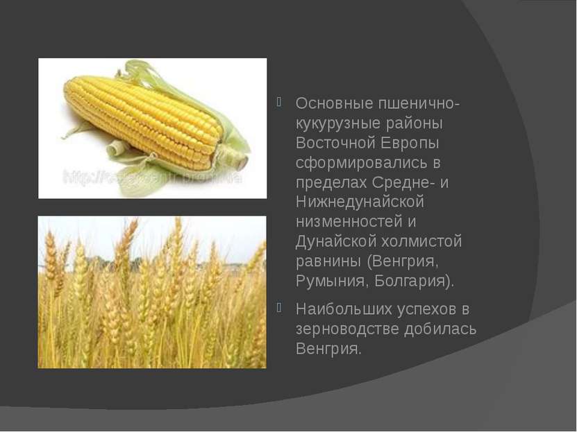 Основные пшенично-кукурузные районы Восточной Европы сформировались в предела...