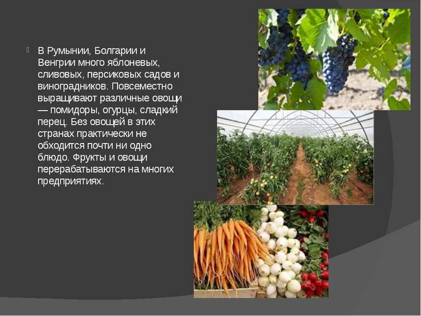 В Румынии, Болгарии и Венгрии много яблоневых, сливовых, персиковых садов и в...