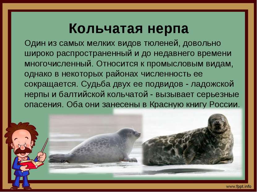 Кольчатая нерпа Один из самых мелких видов тюленей, довольно широко распростр...