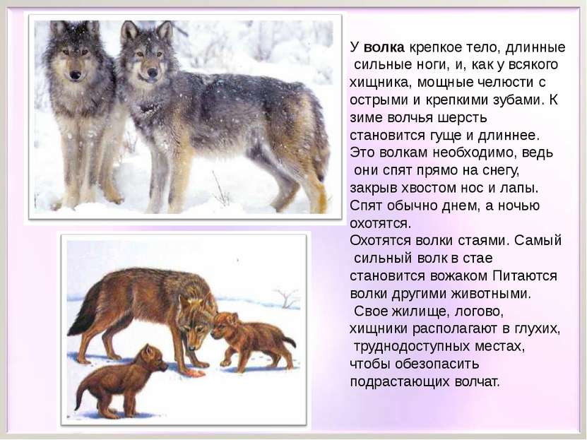 У волка крепкое тело, длинные сильные ноги, и, как у всякого хищника, мощные ...
