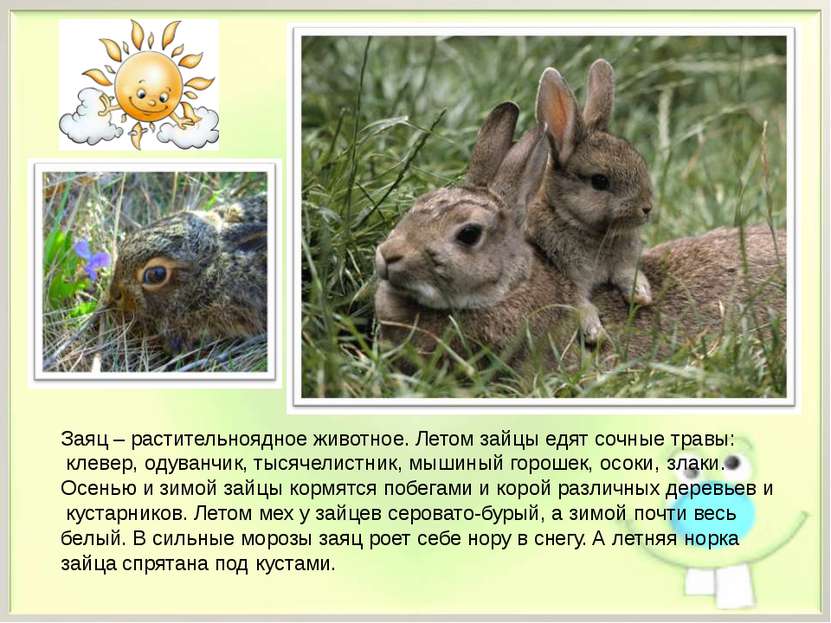 Заяц – растительноядное животное. Летом зайцы едят сочные травы: клевер, одув...