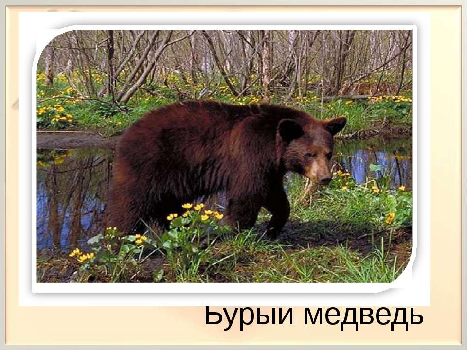 Камчатский бурый медведь сочинение 5 класс по картине