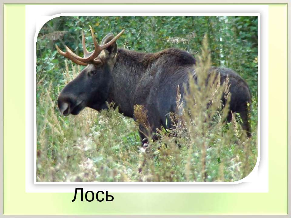 Самое крупное животное лесов. Лось в Вологодской области. Лось в Тамбовской области. Обитатели леса. Животные нашего края.