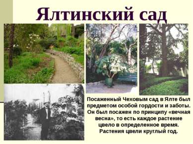 Ялтинский сад Посаженный Чеховым сад в Ялте был предметом особой гордости и з...