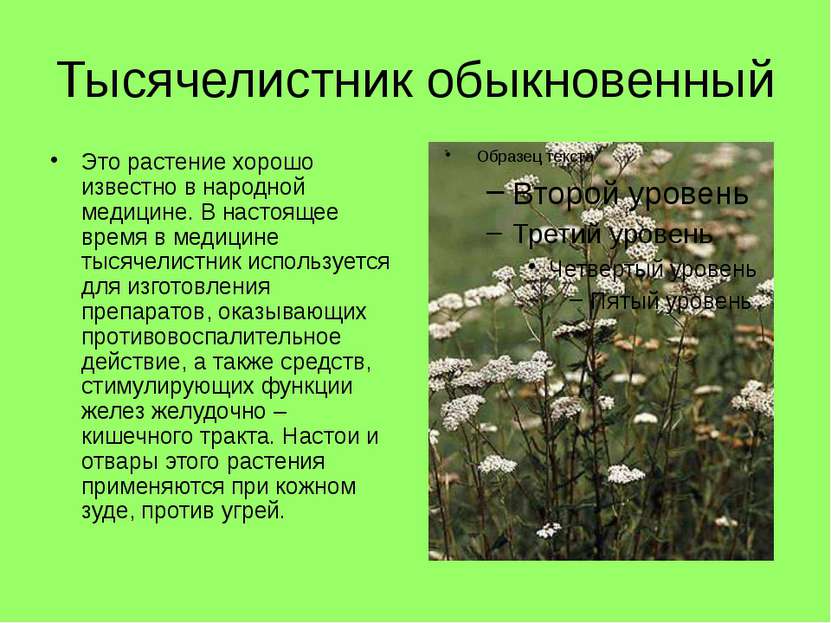 Тысячелистник обыкновенный Это растение хорошо известно в народной медицине. ...