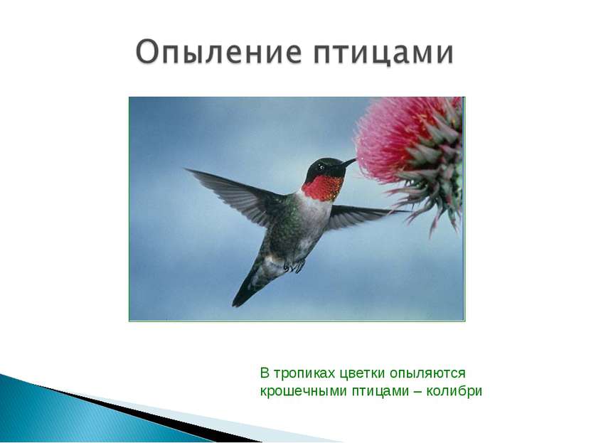 В тропиках цветки опыляются крошечными птицами – колибри