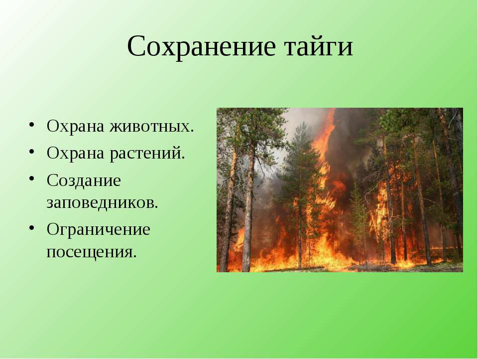 Проблемы тайги в россии. Охрана зоны тайги. Охрана природы тайги. Экологические проблемы и охрана природы тайги. Охрана природной зоны тайги.