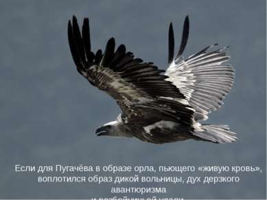 Если для Пугачёва в образе орла, пьющего «живую кровь», воплотился образ дико...