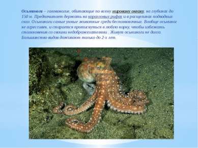 Осьминоги – головоногие, обитающие по всему мировому океану, на глубинах до 1...