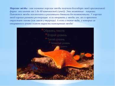 Морские звёзды- свое название морские звезды получили благодаря своей оригина...