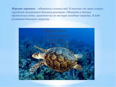 Морские черепахи – обитатели соленых вод. В отличие от своих земных сородичей...