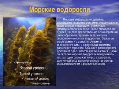 Морские водоросли Морские водоросли — древние, слоевцовые споровые растения, ...