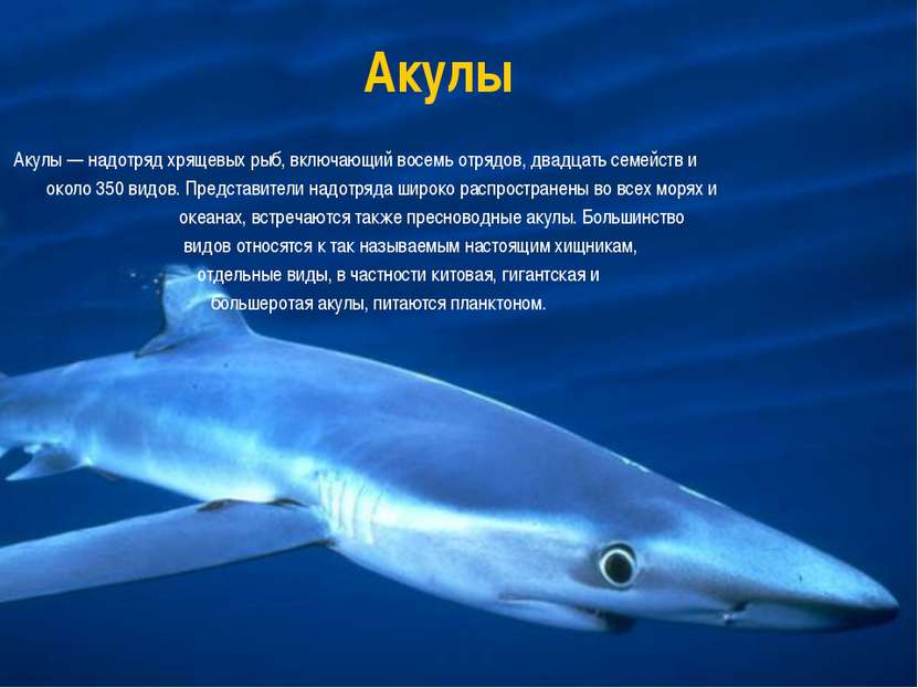Акулы Акулы — надотряд хрящевых рыб, включающий восемь отрядов, двадцать семе...