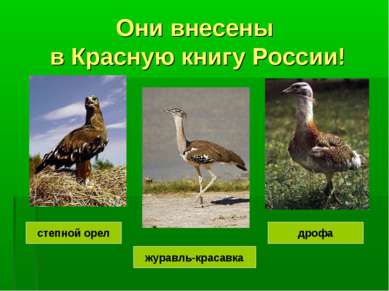 Они внесены в Красную книгу России! журавль-красавка дрофа степной орел