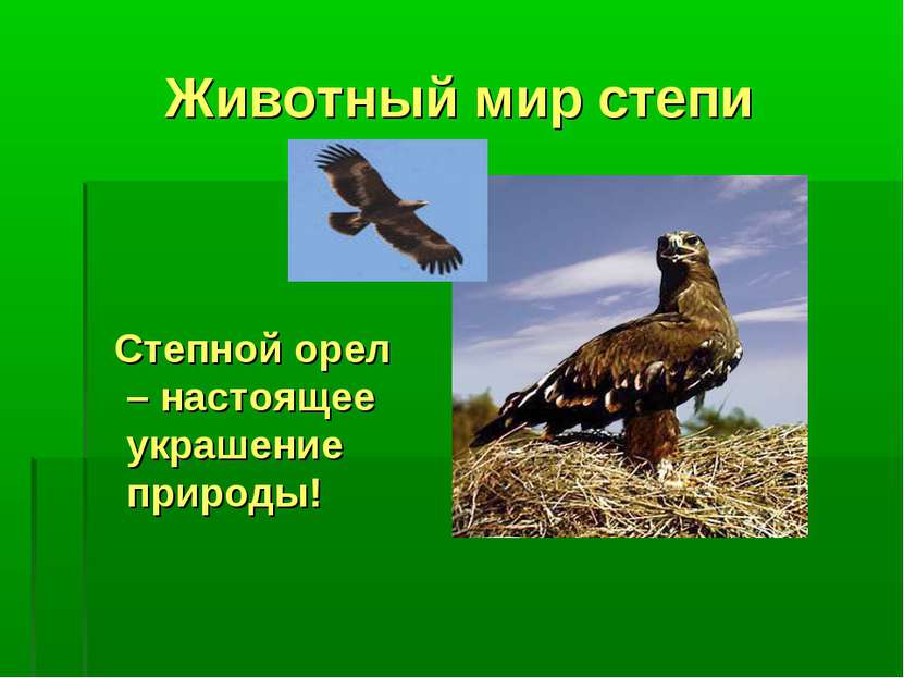 Животный мир степи Степной орел – настоящее украшение природы!