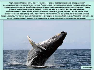 Горбатые и гладкие киты поют- «песни» — серии повторяющихся в определенной по...