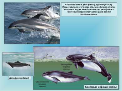 Короткоголовые дельфины (Lagenorhynchus) Представители этого рода обычно обит...