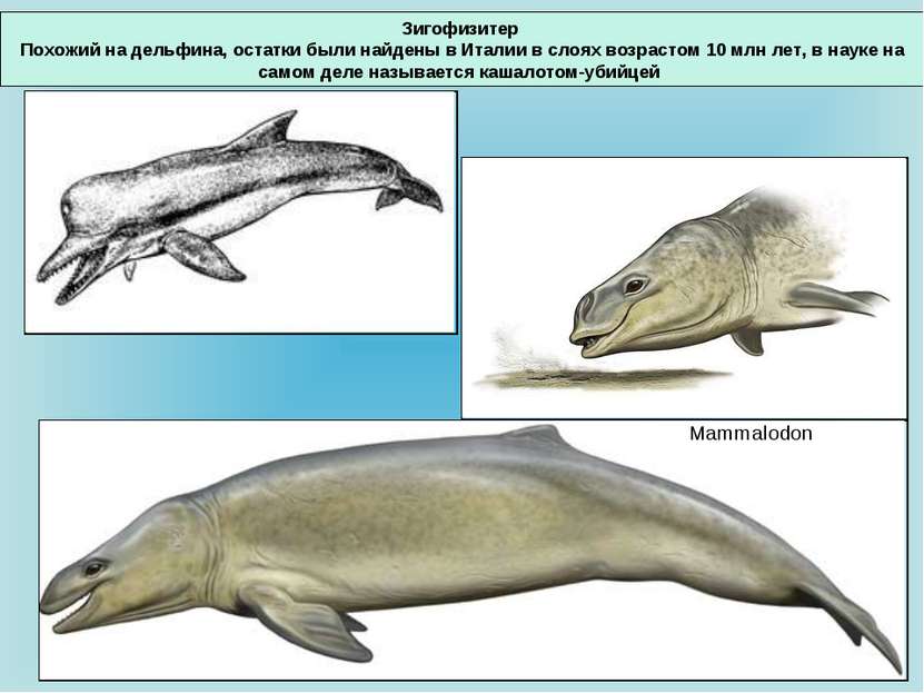 Зигофизитер Похожий на дельфина, остатки были найдены в Италии в слоях возрас...