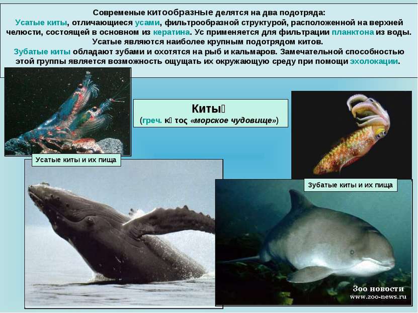 Современые китообразные делятся на два подотряда: Усатые киты, отличающиеся у...