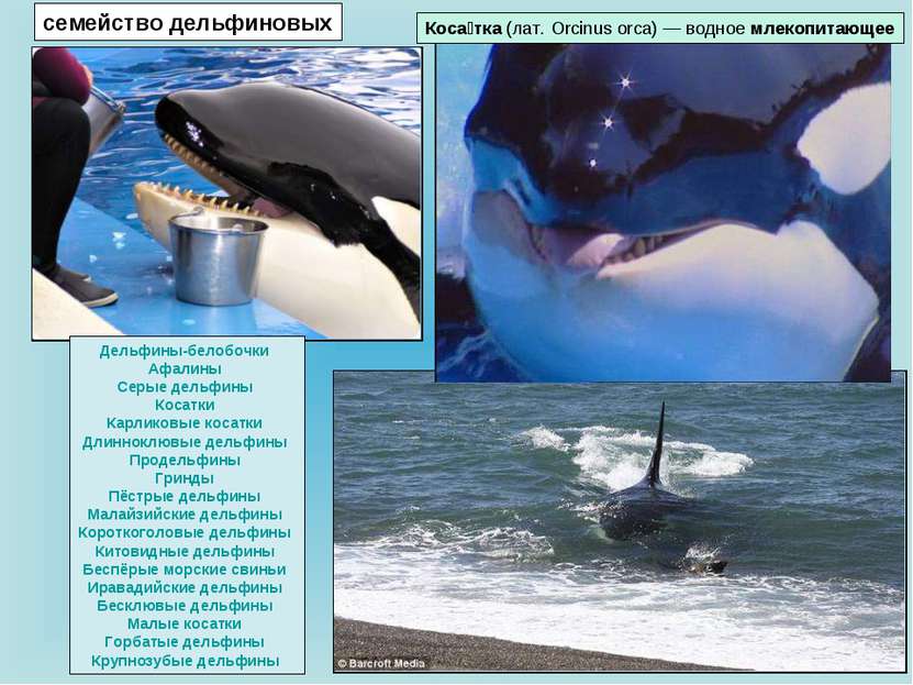Коса тка (лат. Orcinus orca) — водное млекопитающее семейство дельфиновых Дел...