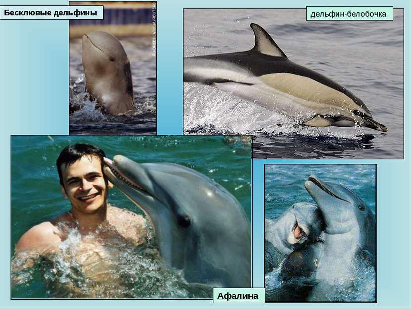 дельфин-белобочка Бесклювые дельфины Афалина