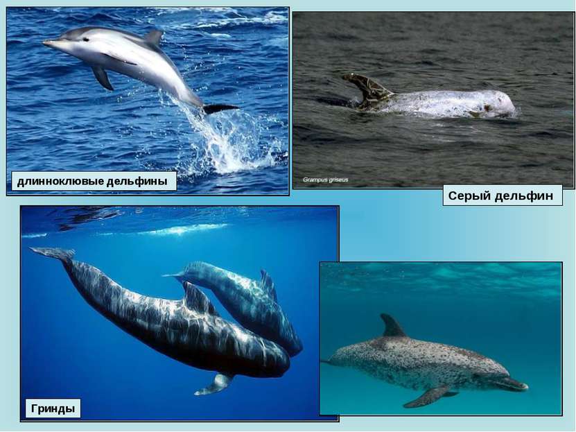 Гринды Серый дельфин длинноклювые дельфины