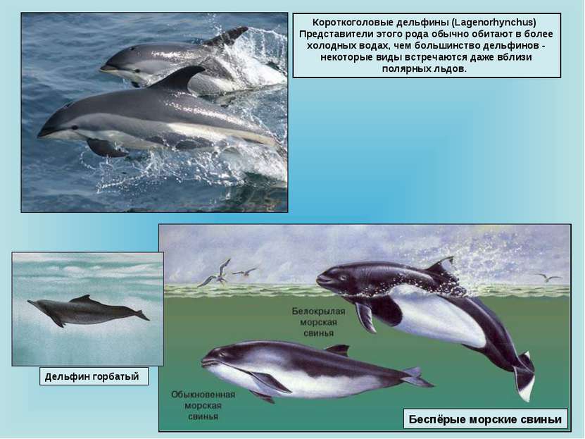 Короткоголовые дельфины (Lagenorhynchus) Представители этого рода обычно обит...