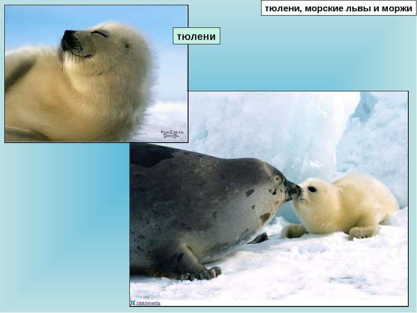 тюлени, морские львы и моржи тюлени