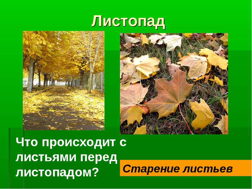 Листопад Что происходит с листьями перед листопадом? Старение листьев
