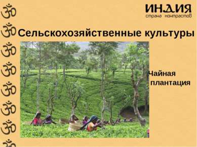 Сельскохозяйственные культуры Чайная плантация
