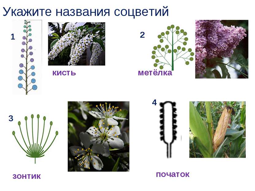 Укажите названия соцветий 1 2 3 4 кисть зонтик початок метёлка