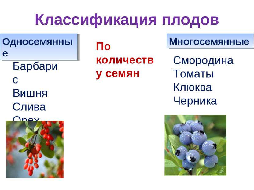 Классификация плодов Односемянные Многосемянные По количеству семян Барбарис ...