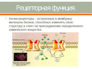 Рецепторная функция. Белки-рецепторы – встроенные в мембрану молекулы белков,...