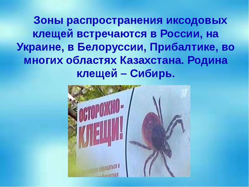 Зоны распространения иксодовых клещей встречаются в России, на Украине, в Бел...
