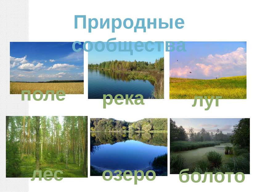 Примеры природных сообществ озеро. Природное сообщество болото. Природное сообщество озеро. Природное сообщество поле. Природное сообщество Татарстана 4 класс.