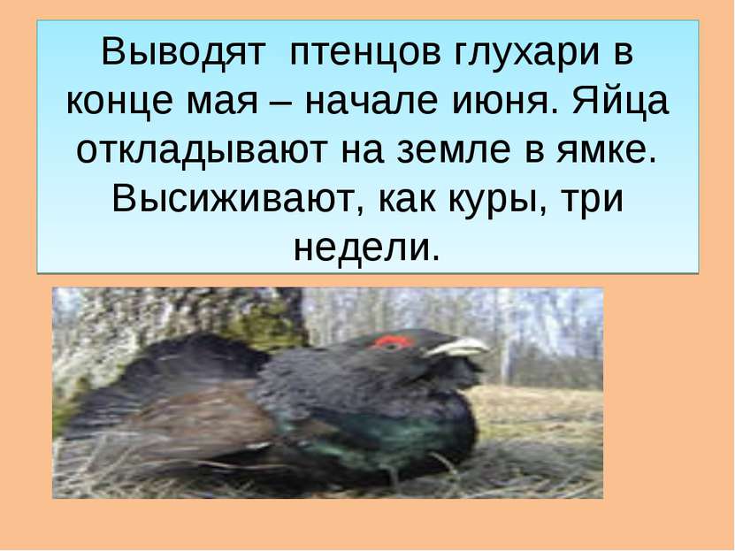 Выводят птенцов глухари в конце мая – начале июня. Яйца откладывают на земле ...