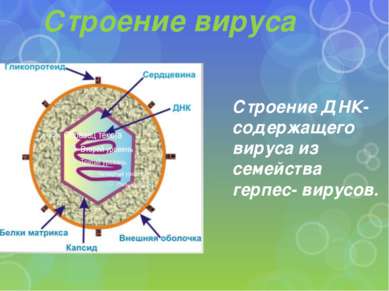 Строение вируса Строение ДНК- содержащего вируса из семейства герпес- вирусов.