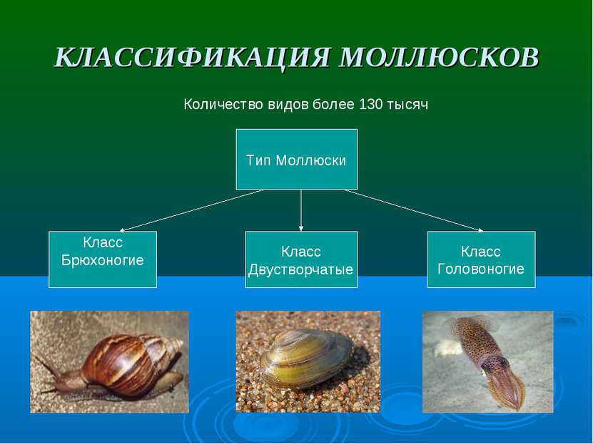 КЛАССИФИКАЦИЯ МОЛЛЮСКОВ Количество видов более 130 тысяч Тип Моллюски Класс Б...