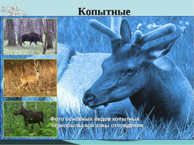 Копытные Лось (Alces alces), европейский олень (Cervus elaphus), косуля (Capr...