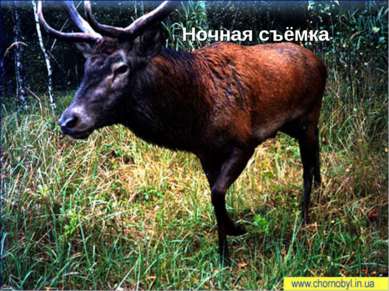 Популяция оленя (Cervus elaphus) в зоне отчуждения На сегодня благородного ол...